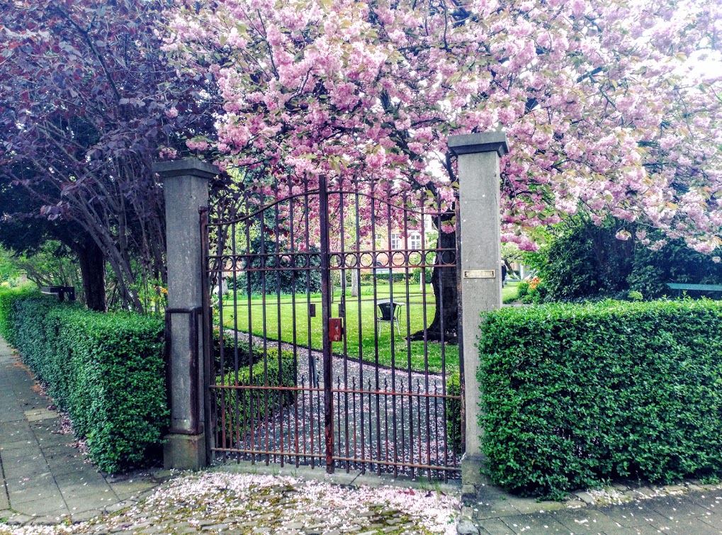 Begijnhof, un jardín de paz IMG_20160430_164151