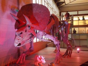 triceratops-museo-nacional-Ciencias-Naturales