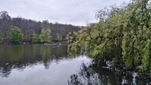 Arbol caido sobre el lago