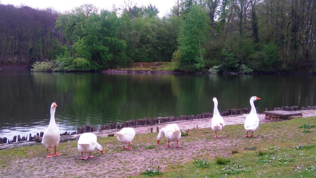 Patos en Tervuren