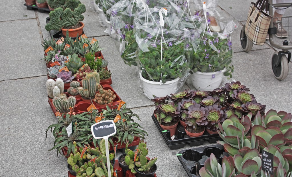 Domingos de libros y flores en Gante