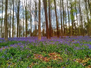 Hallerbos (1)