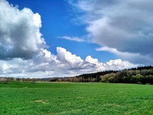 Hallerbos (2)