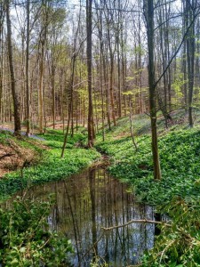 Hallerbos (3)