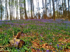 Hallerbos