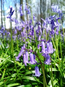 Hallerbos (6)