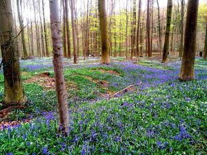 Hallerbos (5)