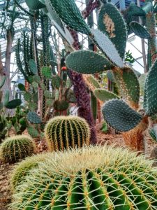 Jardín Botánico (10)