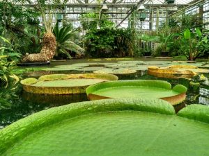 Jardín Botánico (4)