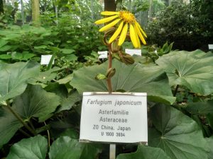 Jardín Botánico (9)