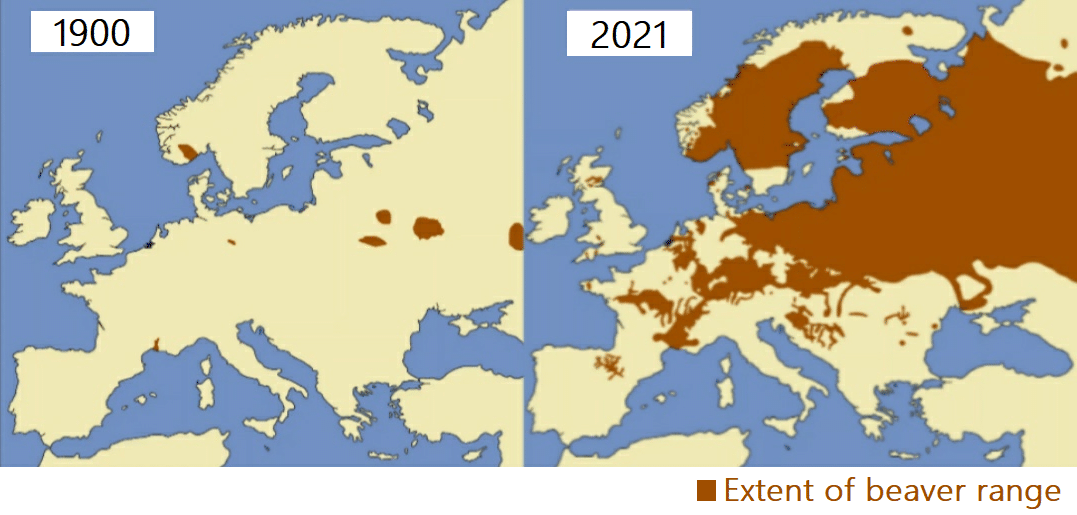 Mapa evolucion castores